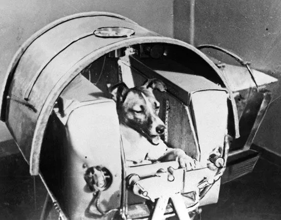 Laika la primera viajera espacial