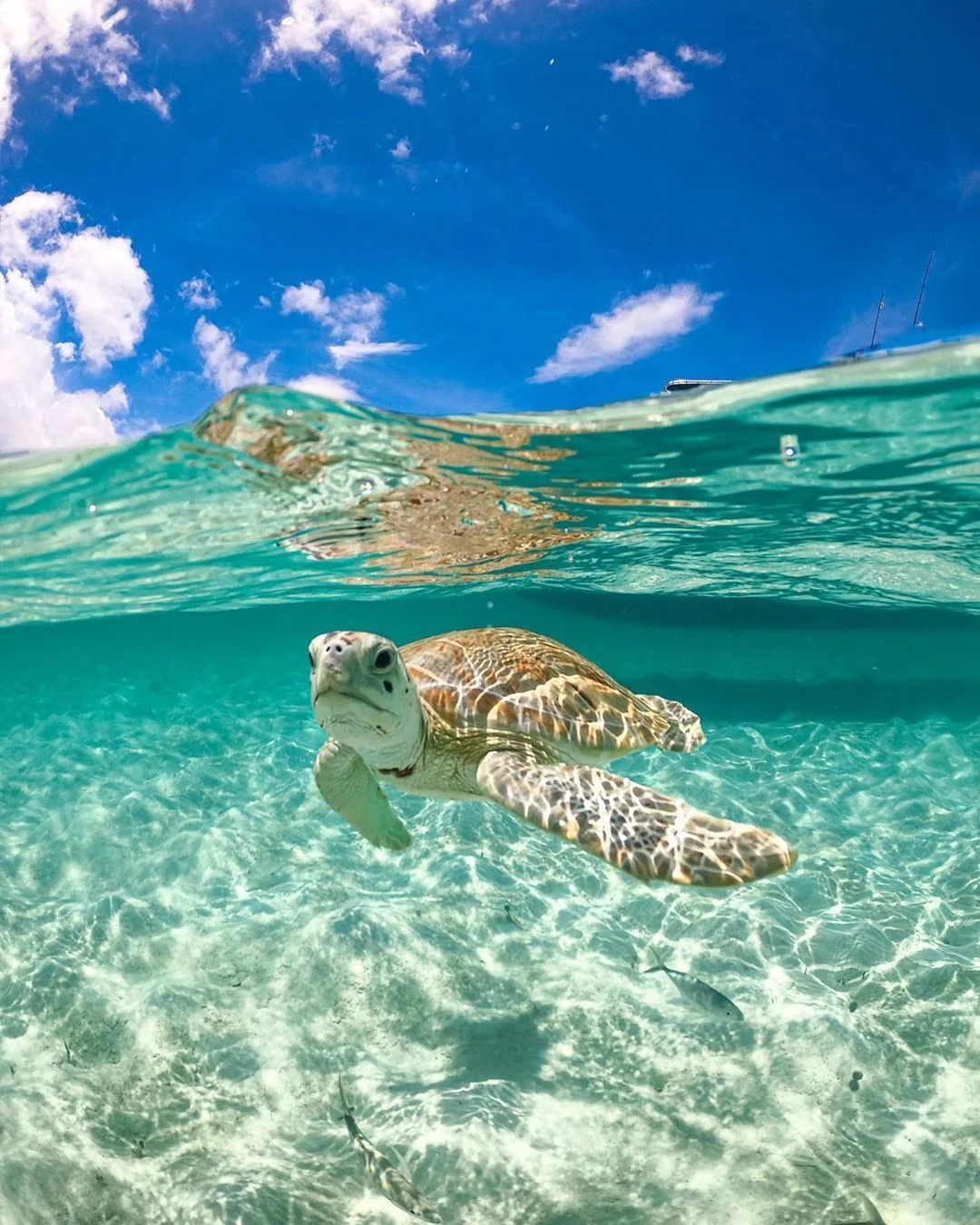 Día mundial de las tortugas marinas