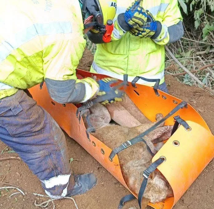 Regino falleció sepultada junto a su mascota «spike»